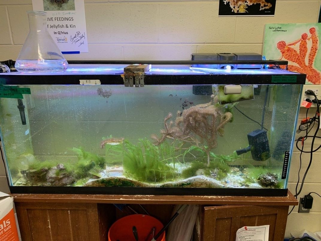 55-gallon aquarium tank in a research room